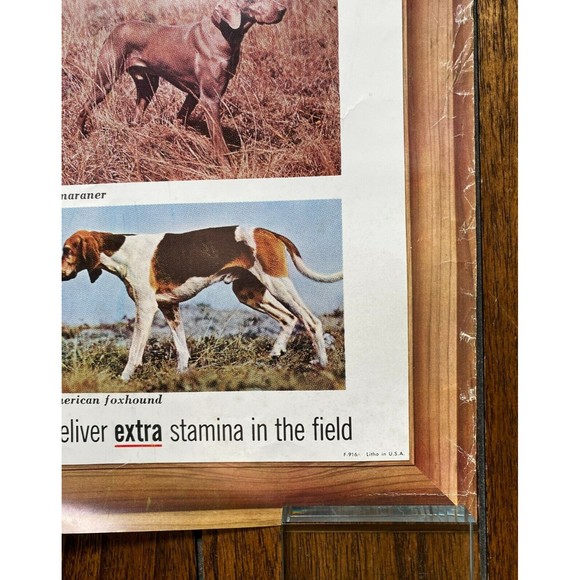 Friskies 18 Hunting Dogs Poster Outdoor Life Photos VINTAGE (20) - Picture 7 of 7